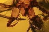 Detailed Fossil Spider (Aranea paradoxa) In Baltic Amber #90867-1